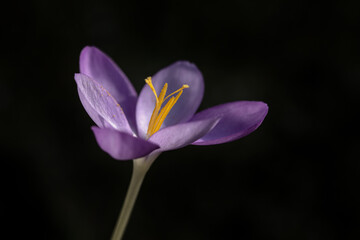 Closeup of single flower of Crocus 'goulimyi' isolated against against a dark background