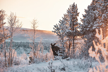moose in the forest lapland winter landscape wild animal