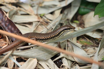 brown skink lizard in leaves. Taiwan