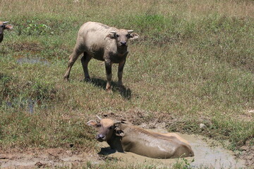 water buffalo wallowing in mud