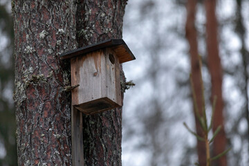 A bird house hanging in a pine tree forest during winter