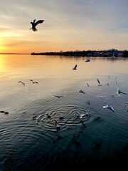 Bodensee Möwen