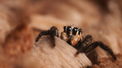  Plexippus paykulli 
(Jumper Spider)