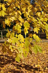 Yellow maple leaves on a tree branch. Autumn landscape of the city square. Autumn, background.