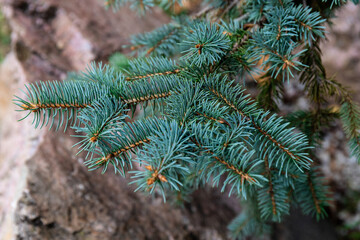 Fluffy Fir branch in close up. The concept of Christmas. Space for text.