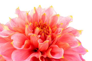 Pink, yellow and white fresh dahlia flower macro photo isolated against white background. Picture in color emphasizing the light different colours and yellow white highlights. Mother day background.