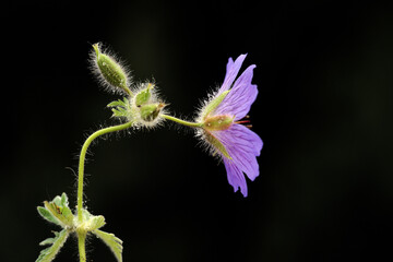  Isolated Blue Bell Flower with a Black Bacground