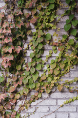 Scenery of Tianpu Dawan Ancient Town, Xinyang, Henan