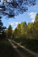 Autumn landscape in the forest. Dirt road in the forest. Birches illuminate the rays of the sun.