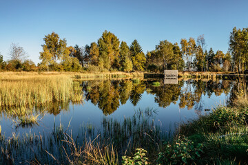 Peat bog near Pernink village in Krusne hory,Ore mountains,Czech Republic.Protected nature reserve.Colorful autumn landscape.Shot of fresh fall nature with water.Bog wetlands.Shallow basin.