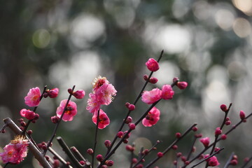 紅梅