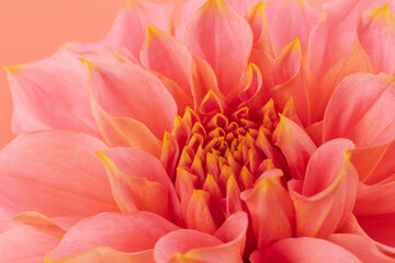 Pink, yellow and white fresh dahlia flower macro photo on pink background. Picture in color emphasizing the light different colours and yellow white highlights. Mother day background.