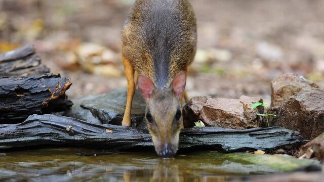 the mouse deer, drink water