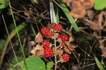 rubus nessensis plant macro photo