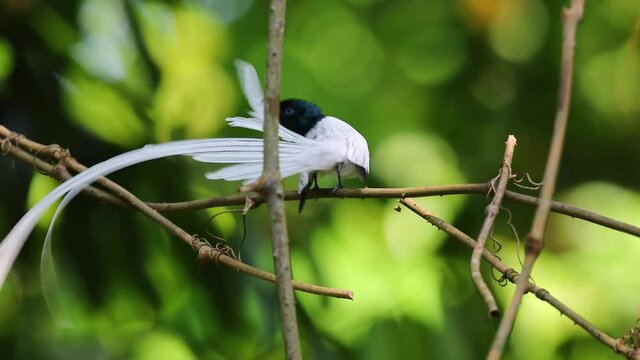 beautiful White feathered bird of Terpsiphone paradise A rare wild birds that everyone wants to meet once.