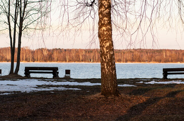 Russia. Spring. Morning. Sanatorium Lunevo. View of the Russian birch standing on the banks of the Volga in the sunlight.