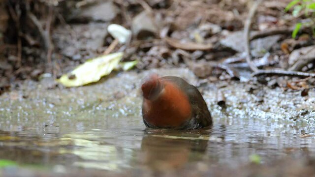 Red-legged Crake bathe