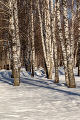 Russia. Spring. Morning. Sanatorium Lunevo. The path to the birch grove among the snow in the forest.