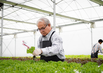 Healthy senior horticulturist man working in agribusiness with hydroponic farming grow fresh green vegetable salad. Grandfather enjoys cultivating organic vegetables in greenhouse for elderly living.