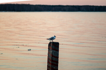 Russia. Spring. Morning. Sanatorium Lunevo. View from the bank of the 1st building to the bank of the Volga with the rising sun and a sitting seagull. 