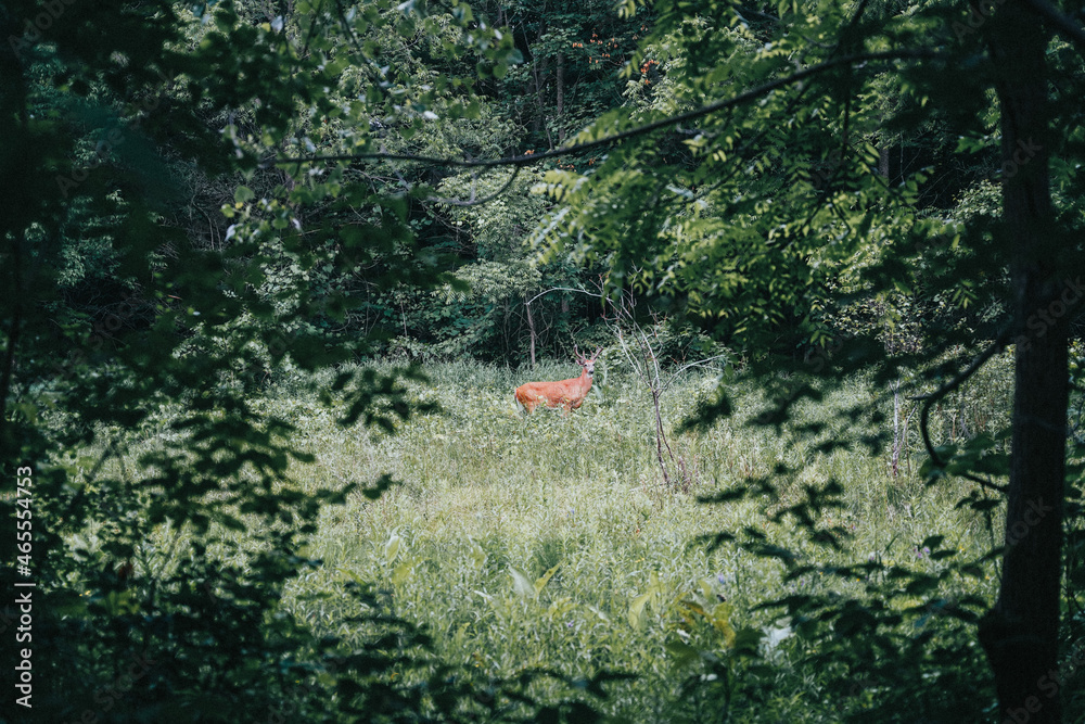 Sticker Deer hiding in the grassy field of the forest