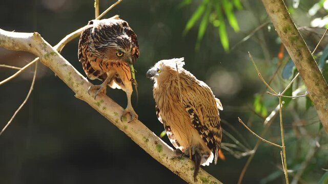 Buffy Fish Owl  Raising children