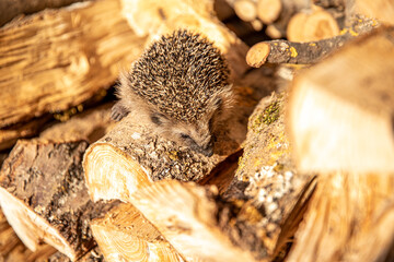 Junger Igel in Holzstapel