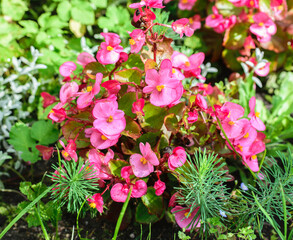 Pink flowers of blooming begonia among green leaves and plants