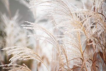 Closeup of beautiful common reed in a field - obrazy, fototapety, plakaty