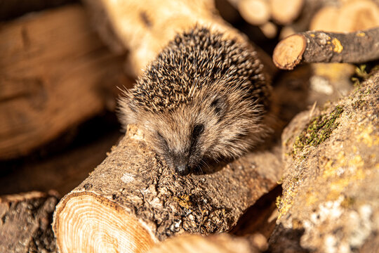 Junger Igel in Holzstapel