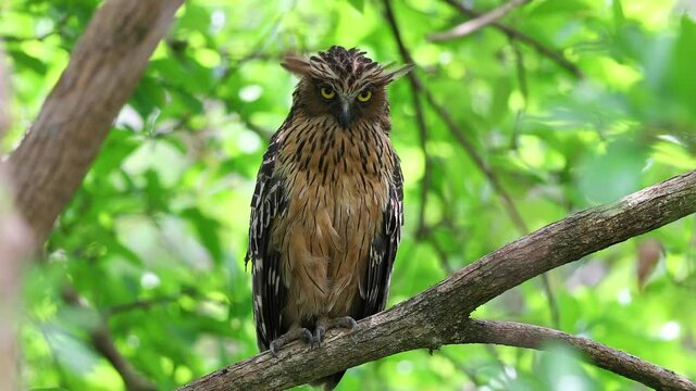 Buffy fish owl, Malay fish owl
