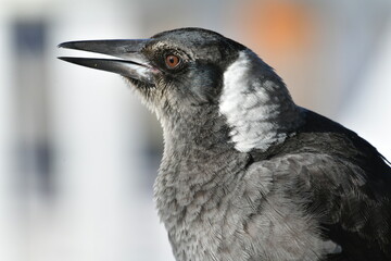 Young Australian magpie