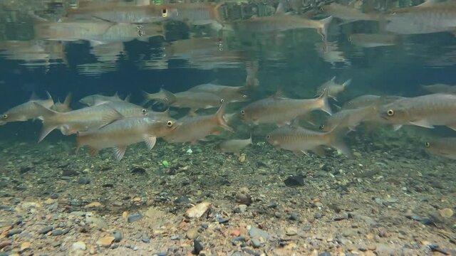 Soro Brook Carp swims in the flowing stream.