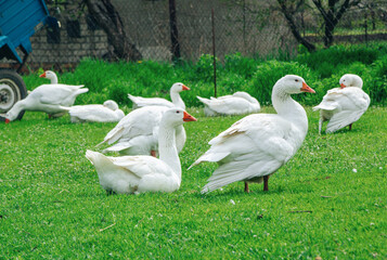White geese walking on the meadow with green grass at farm. Domestic birds.