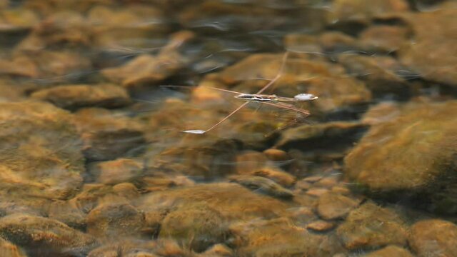 Water Striders / Pond Skaters