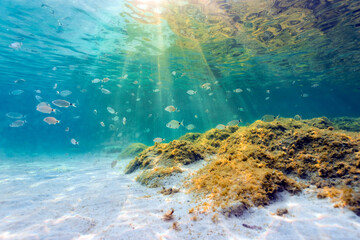 (Selective focus) Underwater photo, stunning view of the marine life with some rocks and fish...