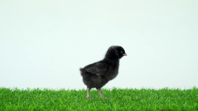 Black chickens on green grass and white background. Two chicks run together and stand side by side. Easter black kids hen and rooster. Little cubs. Agriculture and poultry farm on the farm.