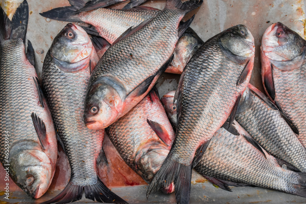 Wall mural pile of catla fish or indian fresh water carp.