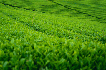Fototapeta na wymiar 茶畑の風景