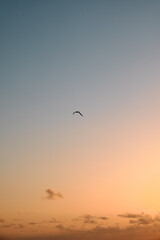 Bird in flight during dawn.