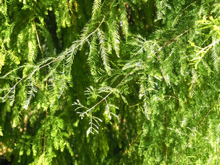 Big Bald cypress tree cupressaceae Taxodium distichum