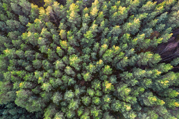 Directly above aerial drone full frame shot of green emerald pine forests and yellow foliage groves with beautiful texture of treetops. Beautiful fall season scenery. Mountains in autumn golden colors