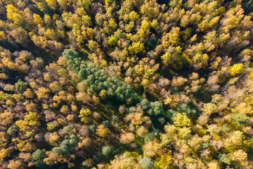 Naklejka na ściany i meble Aerial photo of the autumn forest. Warm rays of the sun over the trees and lots of beautiful foliage.