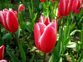 Obraz premium Beautiful flower in the garden for good colorful floral background