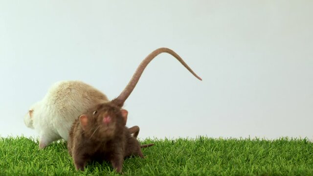 Two dumbo rats on green grass and white background play and eat together. Pets play together. Friends are animals. Place for your text. black, white Siamese rodent.