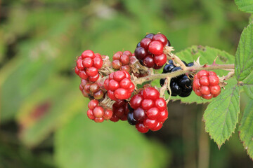 rubus nessensis plant macro photo