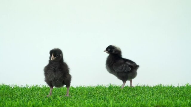 chick falls down from the sky. Black chickens on green grass and white background. Two chicks run together and stand side by side. Easter black kids hen and rooster. Little cubs. 