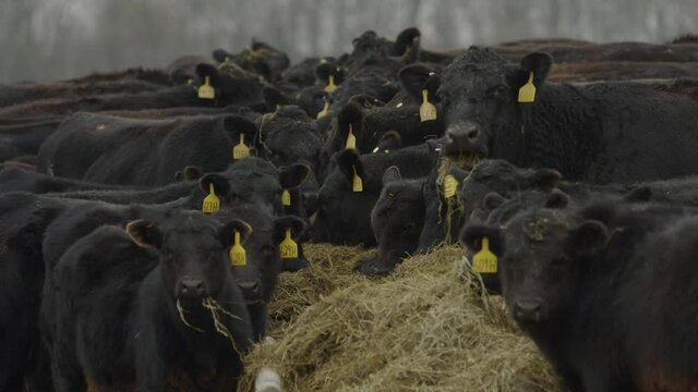Slow motion down the line shot of two rows of heifer cows as they violently pull hay out of a trough and eat it