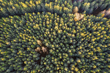 Directly above aerial drone full frame shot of green emerald pine forests and yellow foliage groves with beautiful texture of treetops. Beautiful fall season scenery. Mountains in autumn golden colors