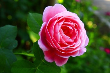 pink rose in garden